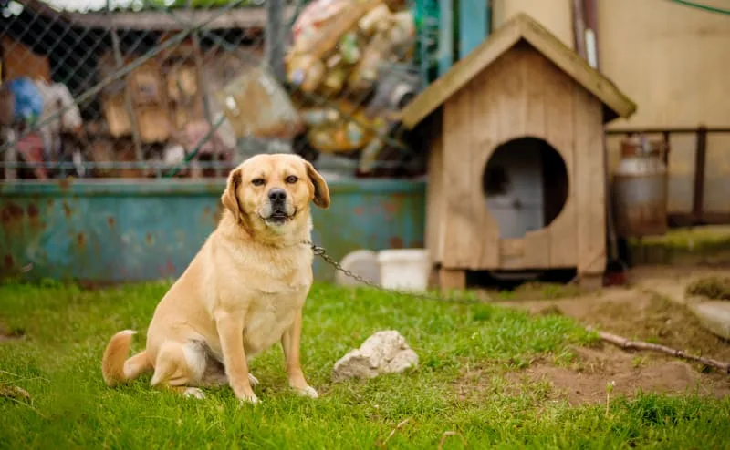 How to Relieve Constipation in Dogs