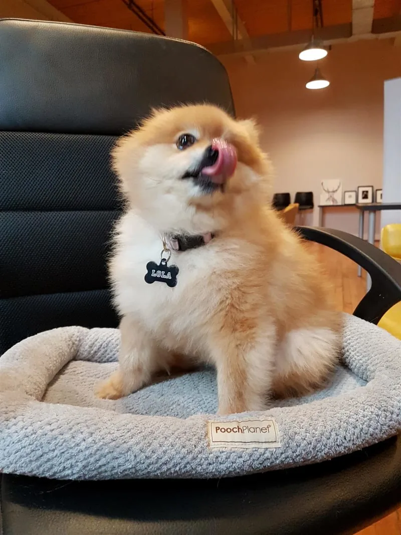 Why is my dog constipated? What should I do?