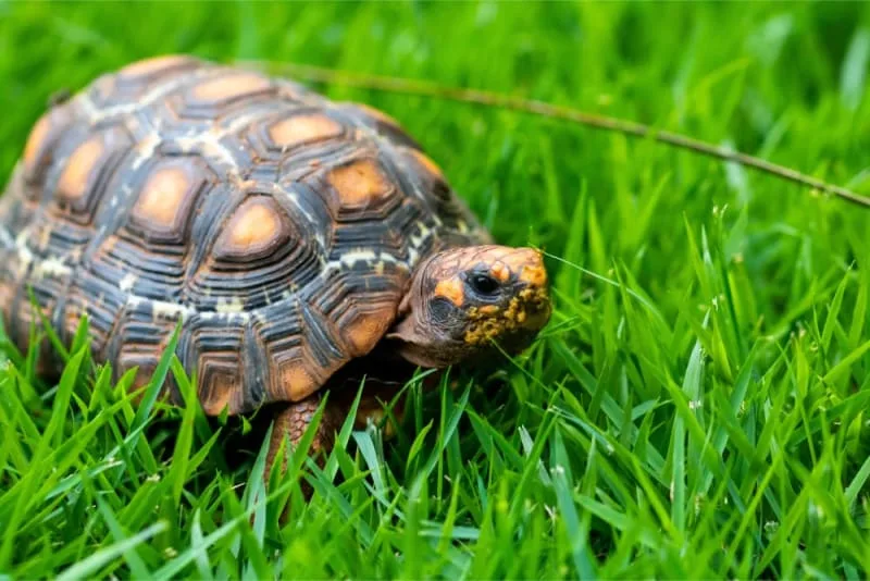 Is a turtle considered a reptile?