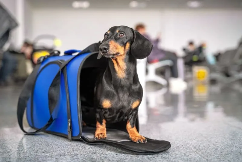 The Importance of Pet Health Certificates for Travel