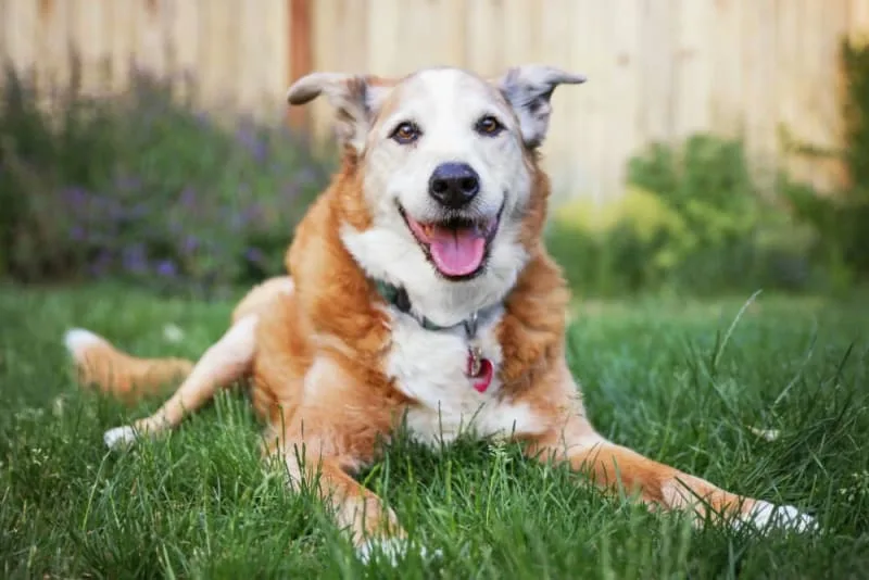 Hookworm in Dogs: Signs, Treatment & Prevention