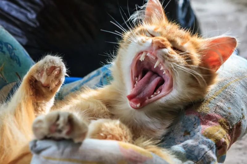 Gingivitis in Cats: Signs, Causes & Treatment