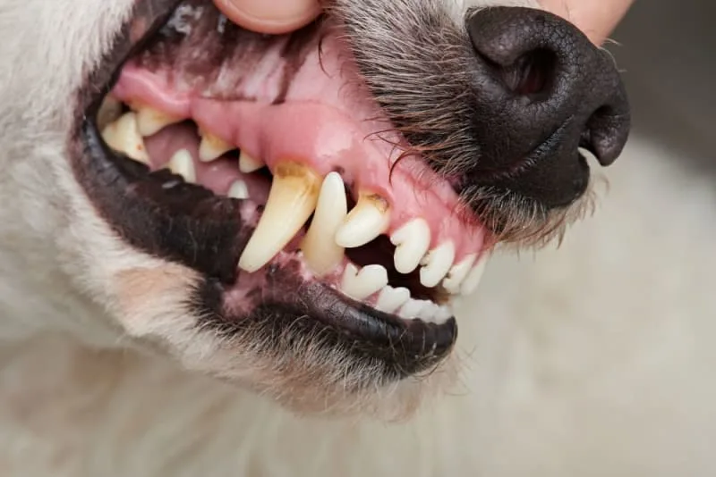 Signs Your Dog Needs a Dental Cleaning
