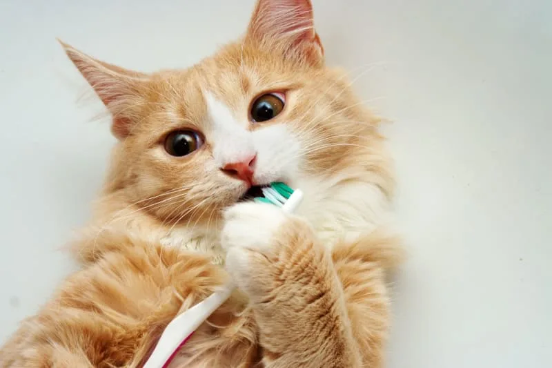 Cat Dental Health - What Every Owner Should Know