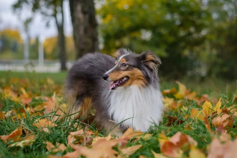 Chronic Hepatitis in Dogs