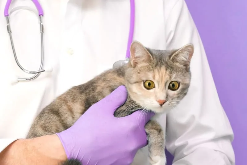 FVRCP Vaccine in Cats