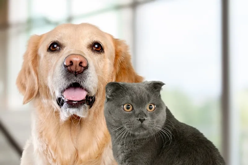 Urinalysis for Dogs & Cats - Why It's an Important Diagnostic Test