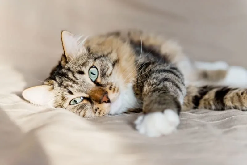 How Often Do You Take a Cat to the Vet?