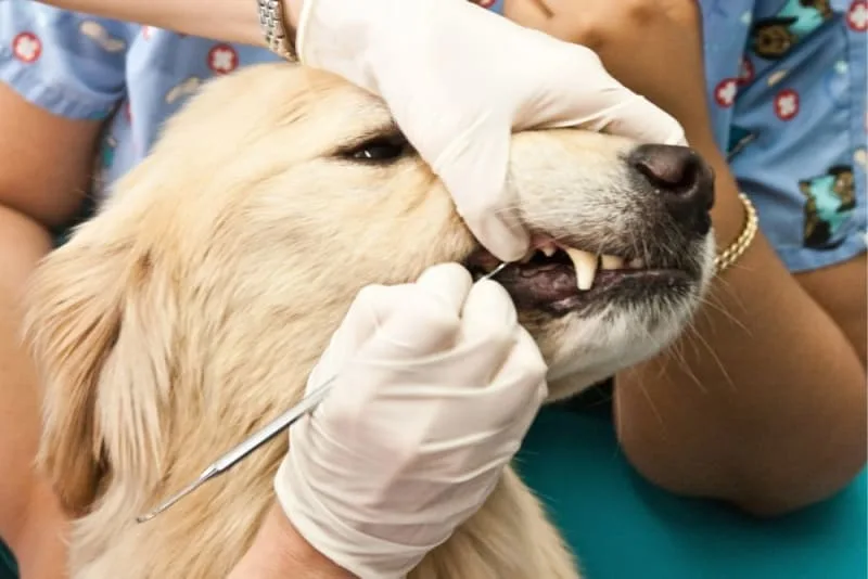 Fractured Teeth in Dogs