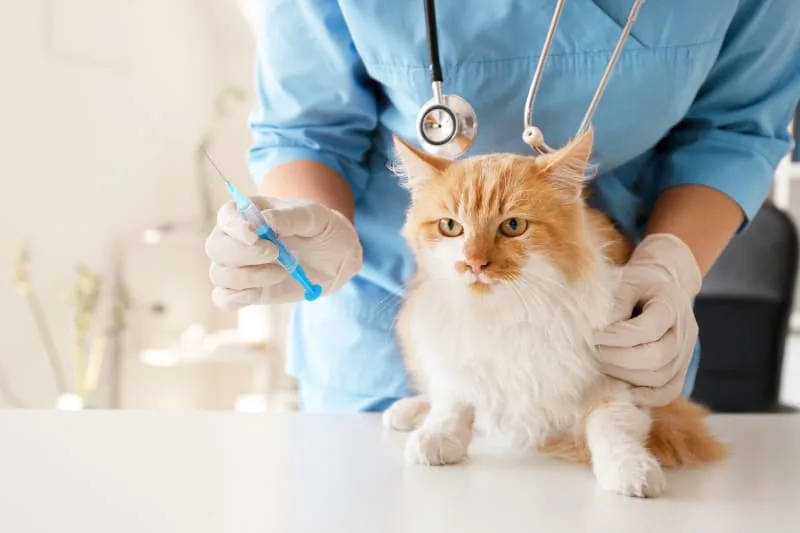 Rabies vaccines for cats