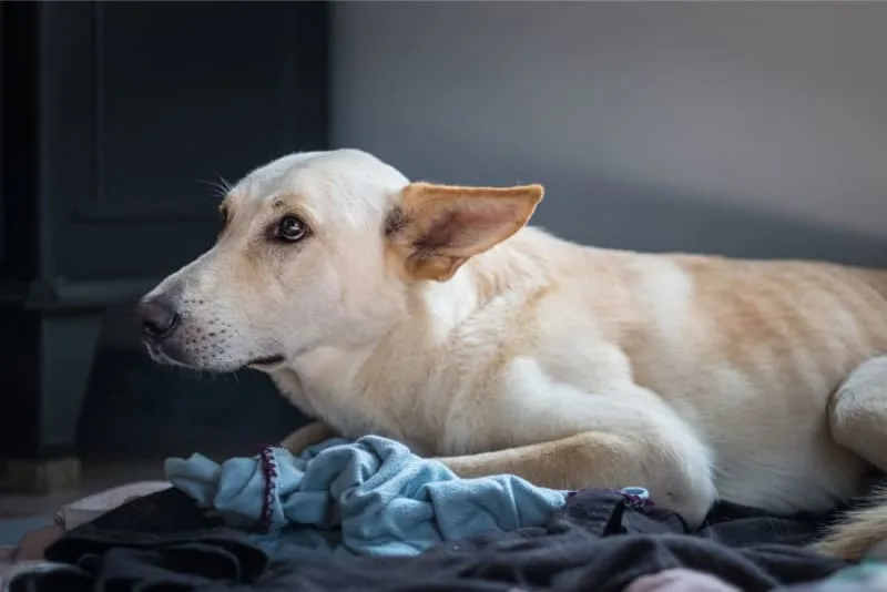 Anxiety & Depression in Dogs: Causes, Symptoms & How to Help