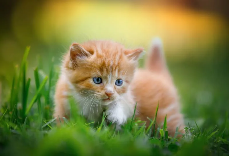 How to Care for a Kitten