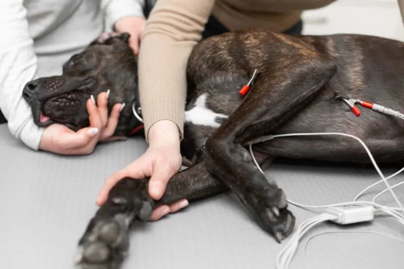 ECG for Pets: When it's Needed?