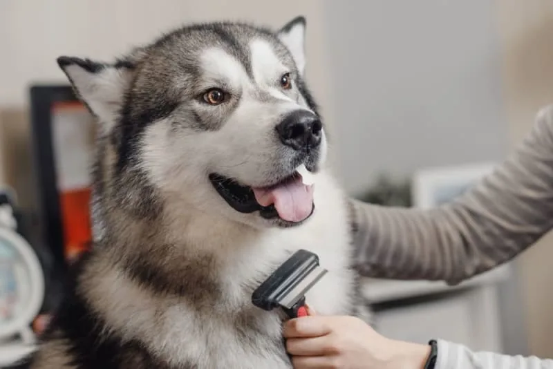 How to Groom an Aggressive Dog