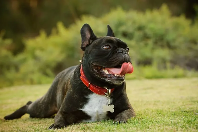 Heatstroke in Dogs