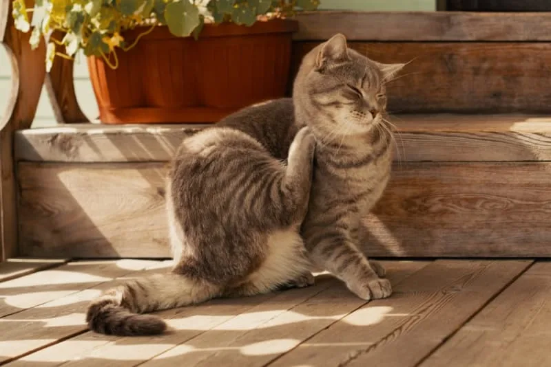 What Can I Give My Cat for Allergies?