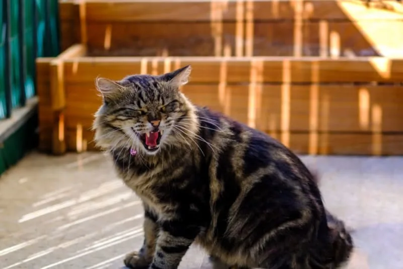 Rabies in Cats