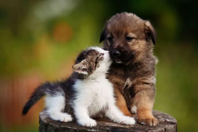 Puppy & Kitten: Are They a Good Match?