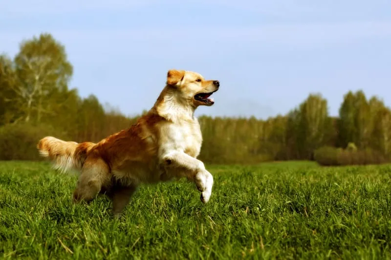 ACL (CCL) Injuries in Dogs