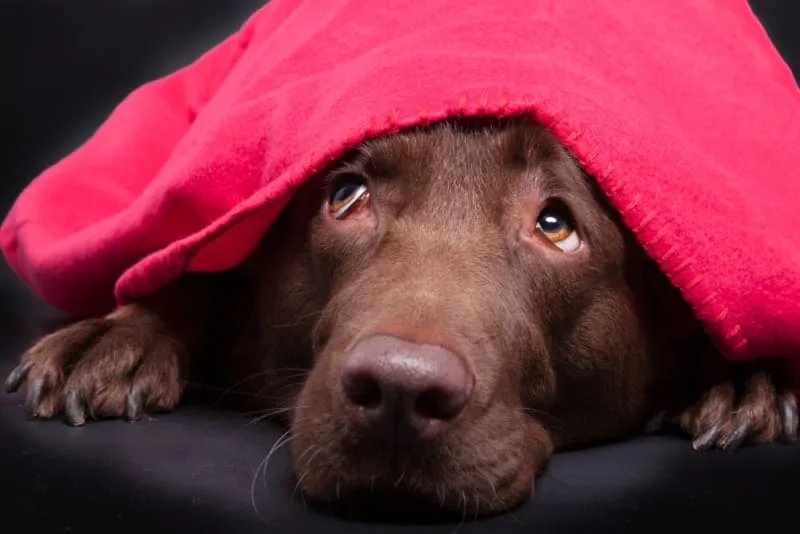 Why is My Dog Constipated & What to Do
