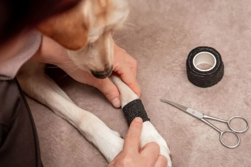 Dog Wound Care & Healing Stages