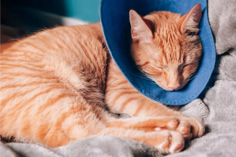 How To Care For Your Pet After Surgery