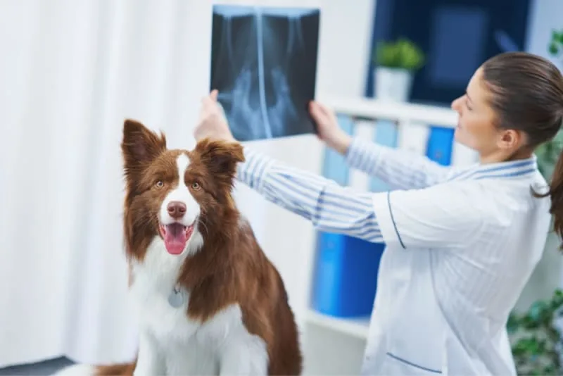 X-Ray for Dogs