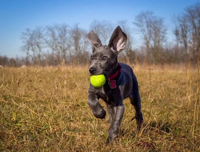 Hyperthyroidism in Dogs