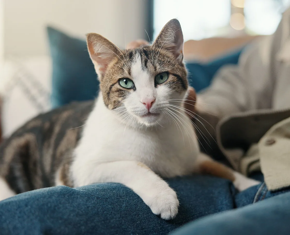 cat on jeans lap of owner