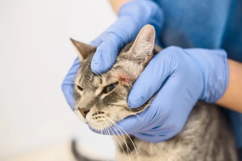 Fungal Infections in Cats
