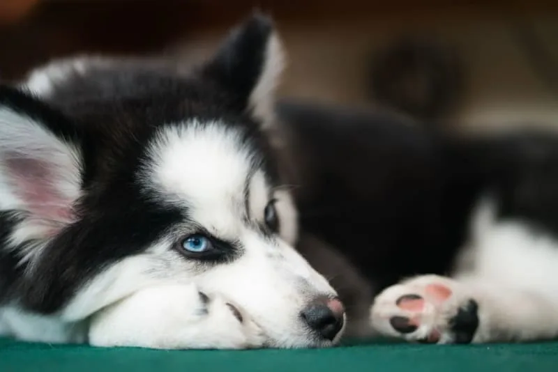 Patchy Fur: Why is my dog losing their hair?