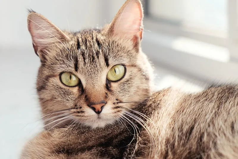 Cat Dentist Care - Extractions