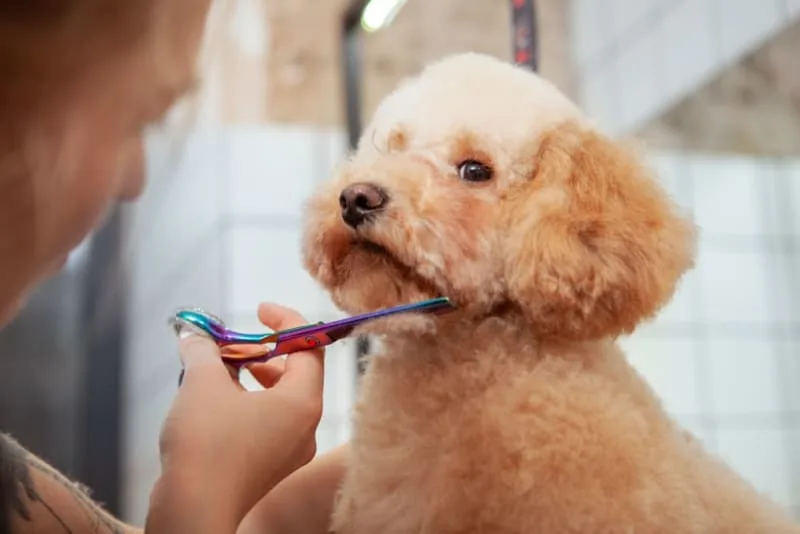 Signs Your Dog Needs Grooming