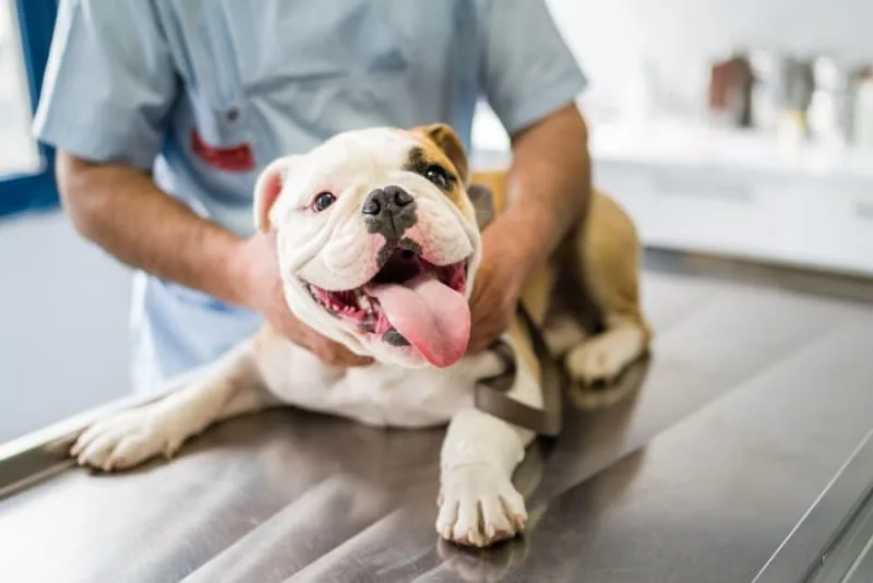 Pet Wellness Plans vs Pet Insurance