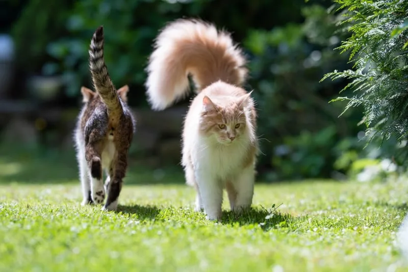 Can cats eat chocolate or is it dangerous?