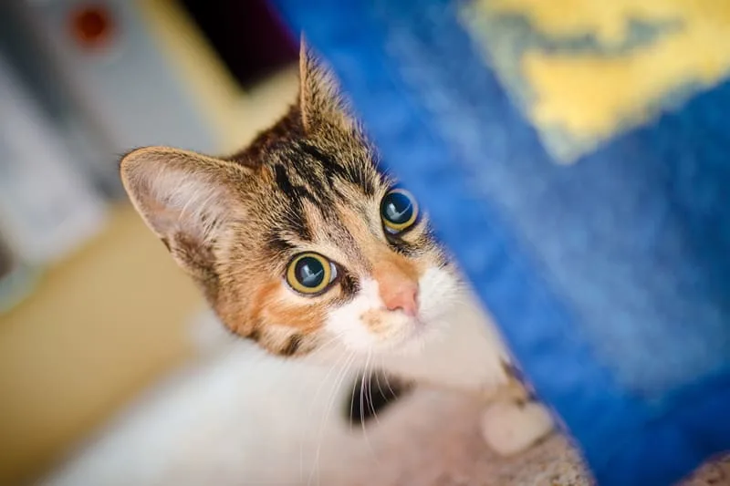 What Are The Signs That My Pet May Have Fleas?