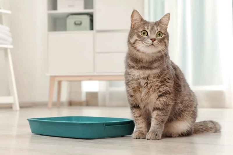 Why Is My Cat Peeing Outside the Litter Box?