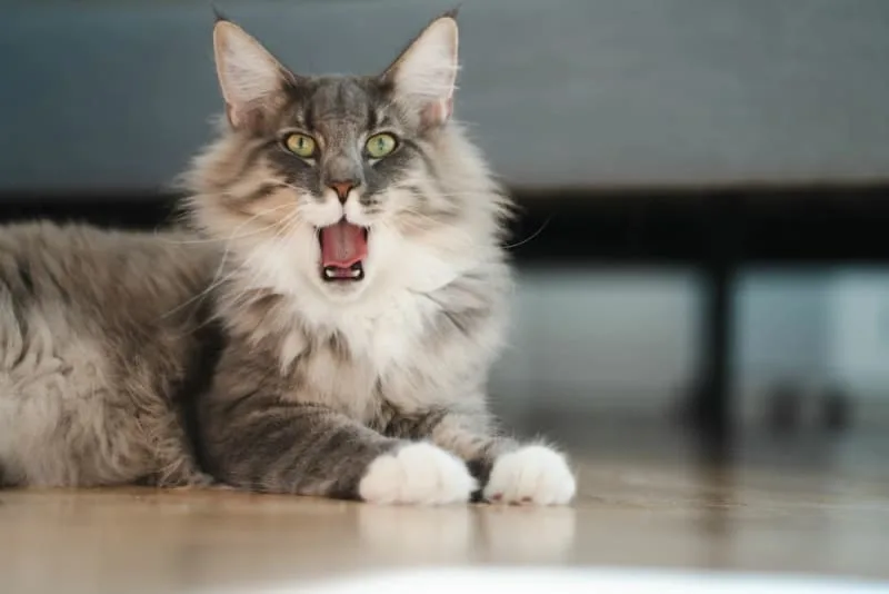 Cat Tooth Extractions: What to Expect & What to Watch For