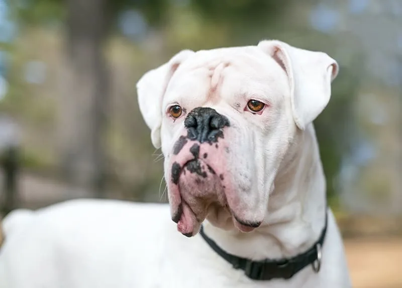 Lyme Disease in Dogs - Treatment, Symptoms & Causes