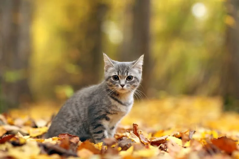 How Can I Tell If My Cat Has Been Poisoned