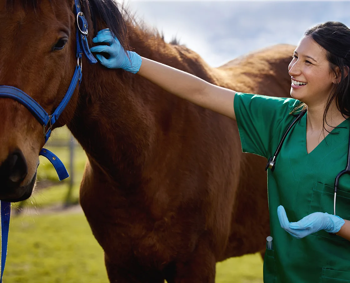 technician stroking a horse