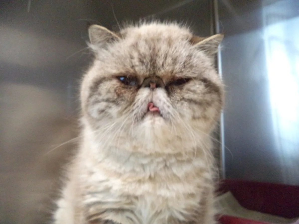 Rocklin Road Animal Hospital 12
