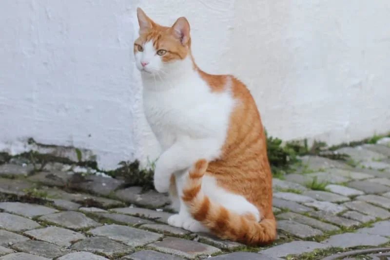 Cat Limping? Causes and What to Do
