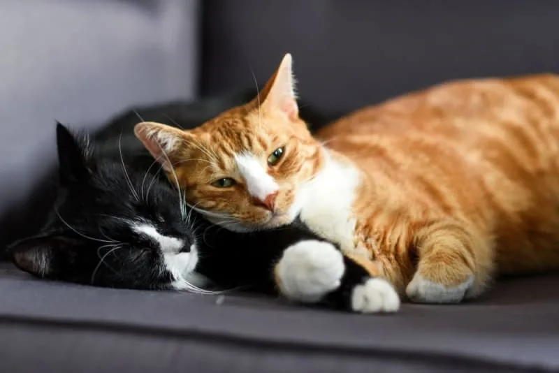 Best Breed of House Cat