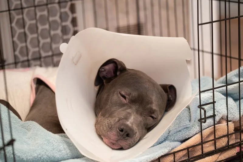 Tips For Helping Your Dog Recover Well After Surgery