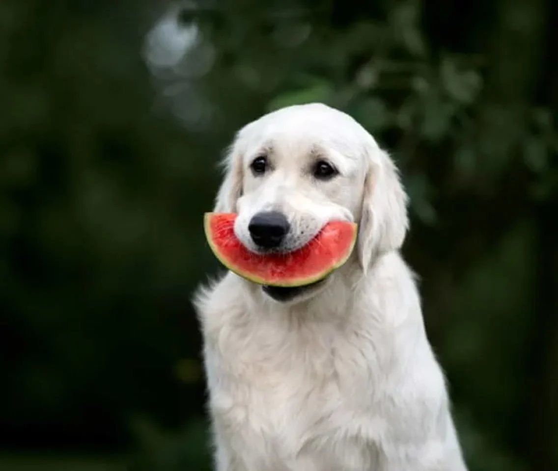 Golden Retriever holding a slice of watermelon in its mouth, looking like it’s smiling