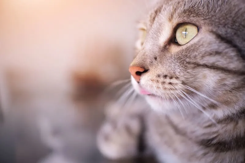 How to Travel With a Cat