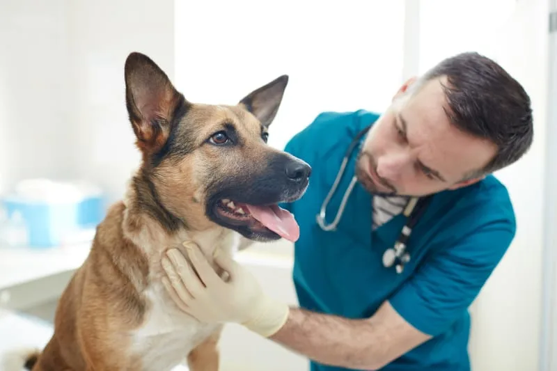 How Often Should I Take My Dog to the Vet?
