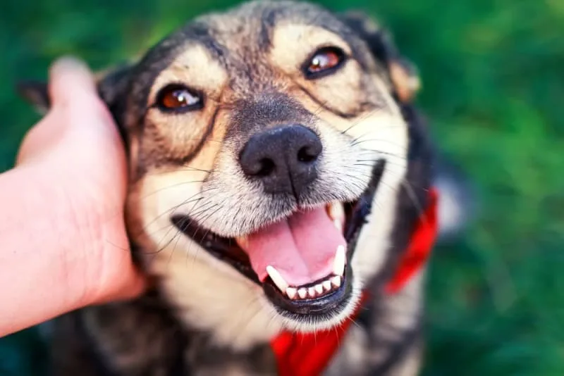 Bad Breath in Dogs: Causes & Remedies