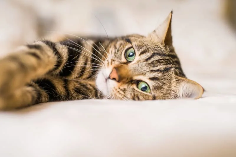 Rabies in Cats